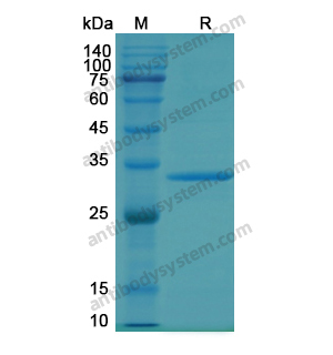 重組JAK1蛋白,Recombinant Human JAK1, N-His