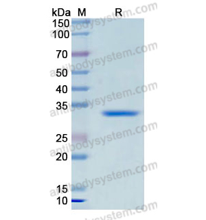 重組LORICRIN蛋白,Recombinant Human LORICRIN, N-GST