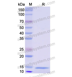 重組NPPC蛋白,Recombinant Human NPPC, N-His