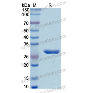 重组CMA1蛋白,Recombinant Human CMA1, N-His