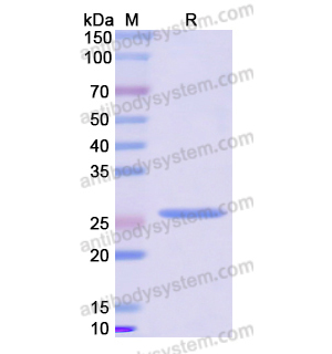 重組CD124/IL4R蛋白,Recombinant Human CD124/IL4R, N-His