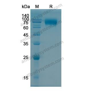 重組CD124/IL4R蛋白,Recombinant Human CD124/IL4R, C-Fc