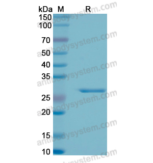 重組EEF1B2蛋白,Recombinant Human EEF1B2, N-His