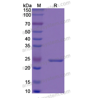 重組IGFBP6蛋白,Recombinant Human IGFBP6, N-His