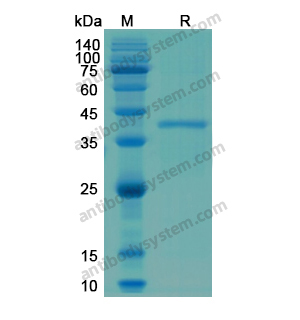 重組CDK2蛋白,Recombinant Human CDK2, N-His