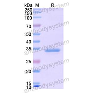 Recombinant Human ERBB3, N-His