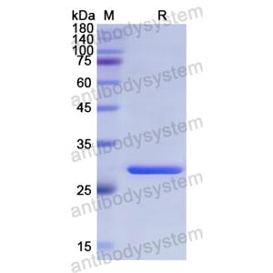 重组CD15/FUT4蛋白,Recombinant Human CD15/FUT4, N-His