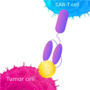 GM-CSF细胞因子 助力您的生物药开发