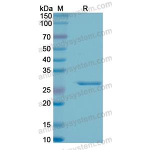 重組EEF1B2蛋白,Recombinant Human EEF1B2, N-His