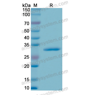 重組CD182/CXCR2蛋白,Recombinant Human CD182/CXCR2, N-GST