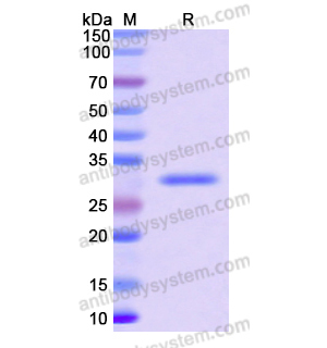 重組CD24蛋白,Recombinant Human CD24, N-GST