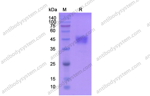 CD24,Recombinant Human CD24 Protein, C-Fc