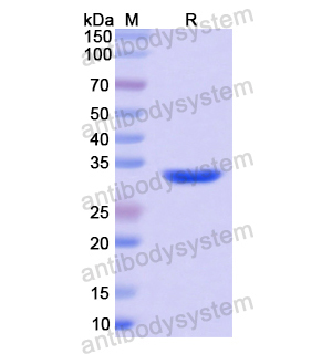 F2R,Recombinant Human F2R, N-GST