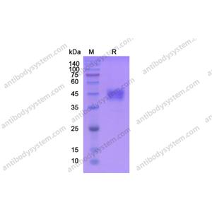 Recombinant Human CD24 Protein, C-Fc