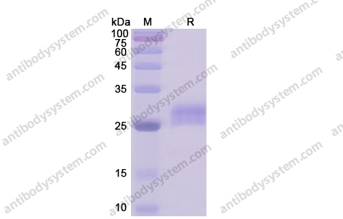 CD40/TNFRSF5,Recombinant Human CD40/TNFRSF5, C-His