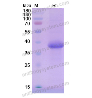 ACRV1,Recombinant Human ACRV1, C-His