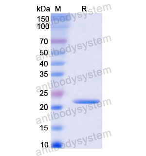 HMGB2,Recombinant Human HMGB2, N-His