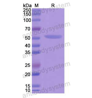 EEF1G,Recombinant Human EEF1G, N-His