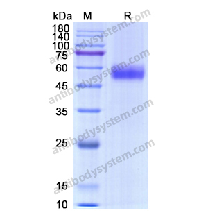 CD159a,Recombinant Human CD159a/KLRC1, N-Fc
