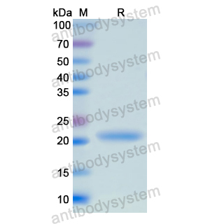 CD27,Recombinant Human CD27, N-His