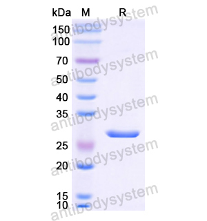 CNTFR,Recombinant Human CNTFR, N-His