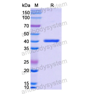 Recombinant Human ACVR2A, N-GST