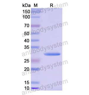 MAPK3,Recombinant Human MAPK3, N-His