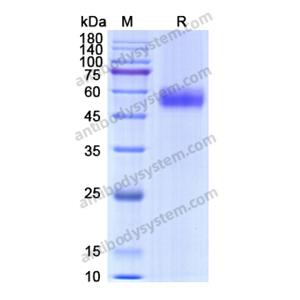 CD159a,Recombinant Human CD159a/KLRC1, N-Fc