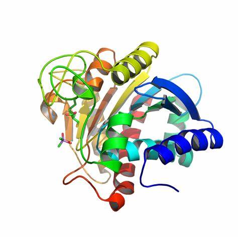 重组羧肽酶B,Recombinant CPB