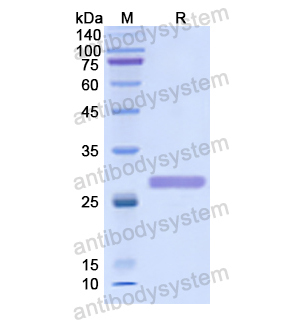 PSMB6,Recombinant Human PSMB6, N-His