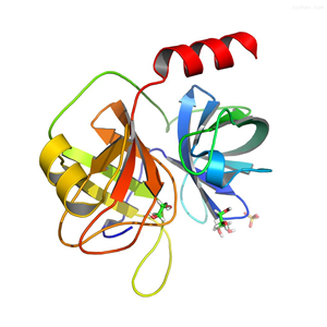 重组双碱性内肽酶