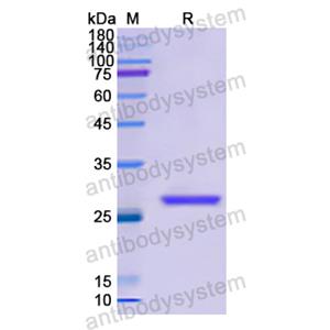 Recombinant Human GSTM2, N-His