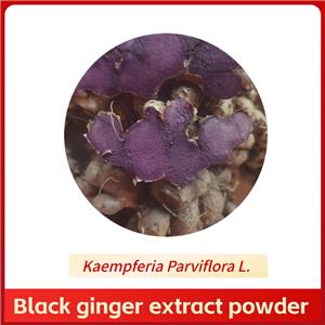 黑姜提取物,black ginger extract Powder