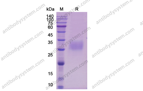 IL12A/IL-12,Recombinant Human IL12A/IL-12 p35/NKSF1, C-Strep