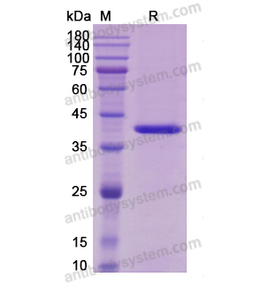 IL12B/IL-12,Recombinant Mouse IL12B/IL-12 p40/NKSF2, C-Strep