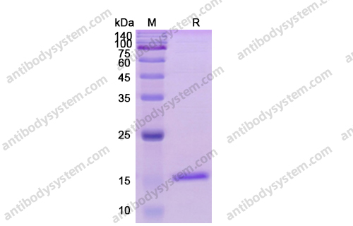 CD154,Recombinant Human CD154/CD40LG/TNFSF5, C-His