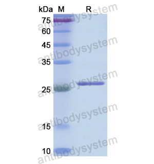 CDC27,Recombinant Human CDC27, N-His