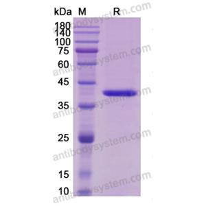 Recombinant Human IL12B/IL-12 p40/NKSF2, C-His