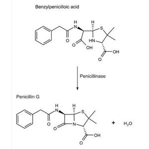 替考拉宁酶（冻干）,Teicoplanase (lyophilized)