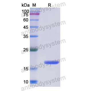 PPIF,Recombinant Human PPIF, N-His