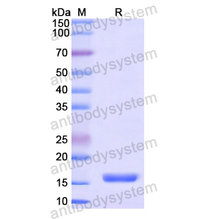 SDC4,Recombinant Human SDC4, N-His