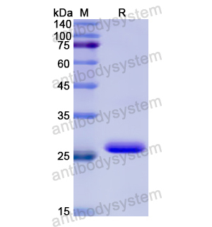 CHRNA3,Recombinant Human CHRNA3, N-His