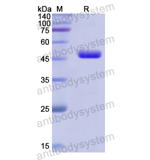 HPD,Recombinant Human GBP2, N-His