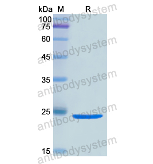 STX2,Recombinant Human STX2, N-His