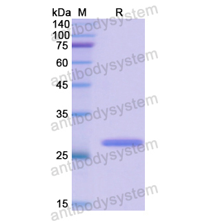 CD50/ICAM3,Recombinant Human CD50/ICAM3, N-His