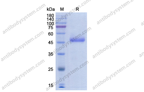 CD70,Recombinant Human CD70, N-Fc