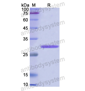 CD144/CDH5,Recombinant Human CD144/CDH5, N-His