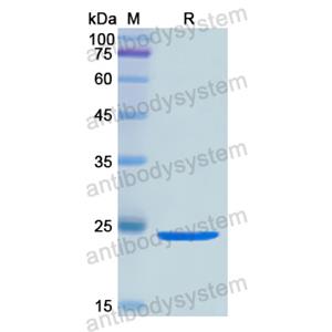 Recombinant Human STX2, N-His