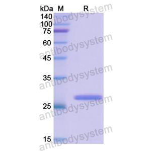 Recombinant Human CD50/ICAM3, N-His