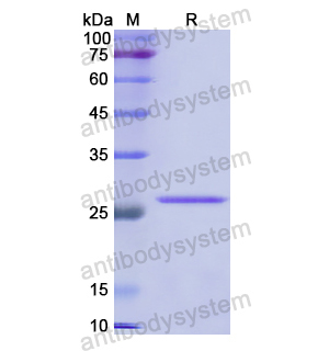 CD80/B7-1,Recombinant Human CD80/B7-1, N-His